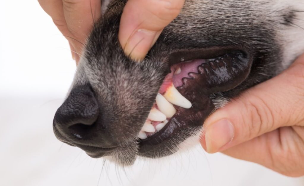 Pale Gums in Dogs