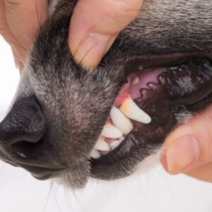 Pale Gums in Dogs
