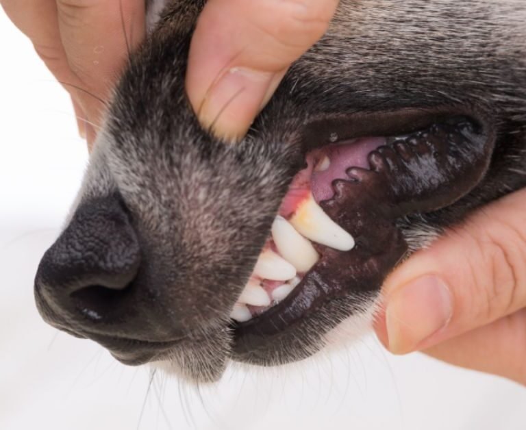 Pale Gums in Dogs