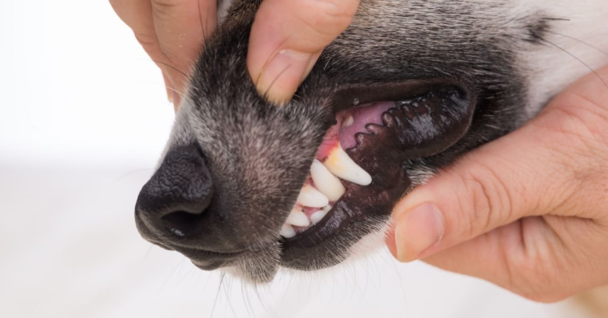 Pale Gums in Dogs