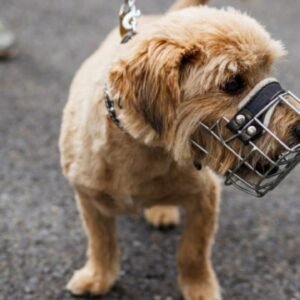 Small Dog Muzzle