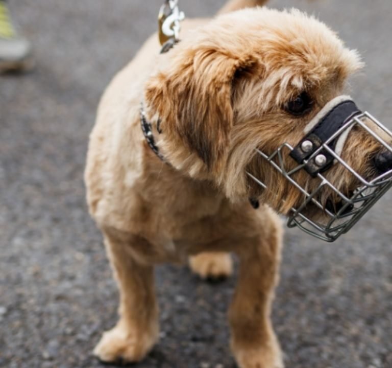 Small Dog Muzzle
