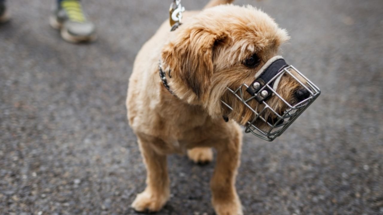 Small Dog Muzzle