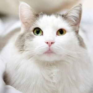 Turkish Angora