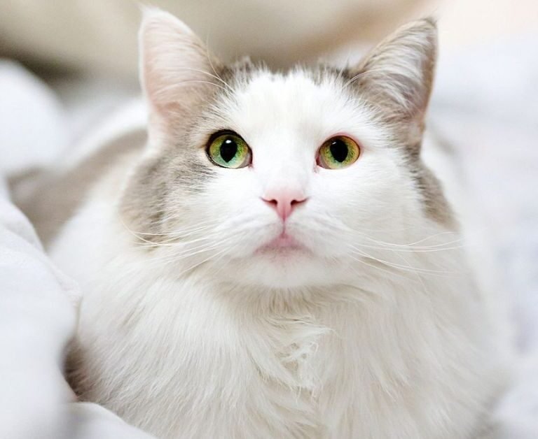 Turkish Angora