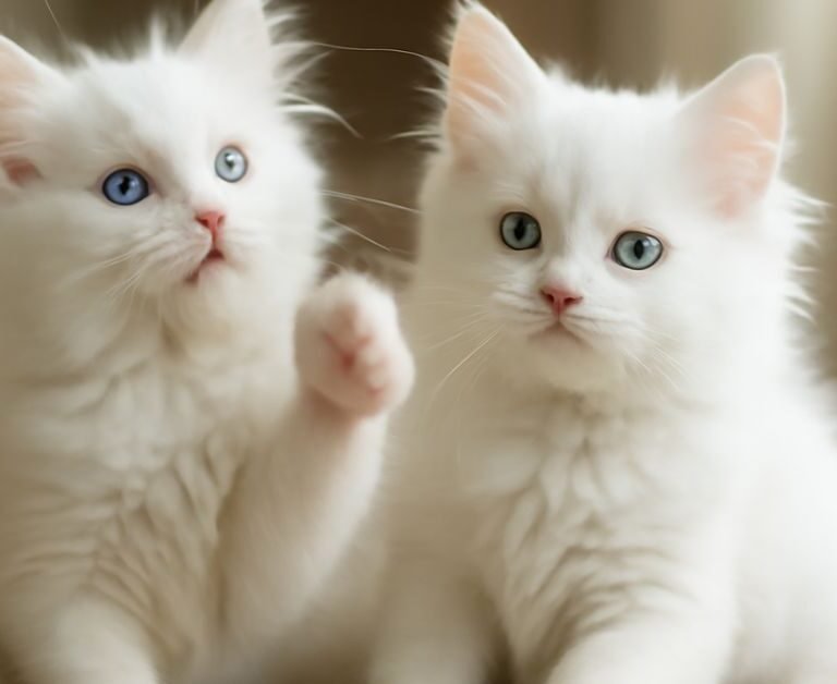 Turkish Angora Kittens for Adoption | MyPetVista