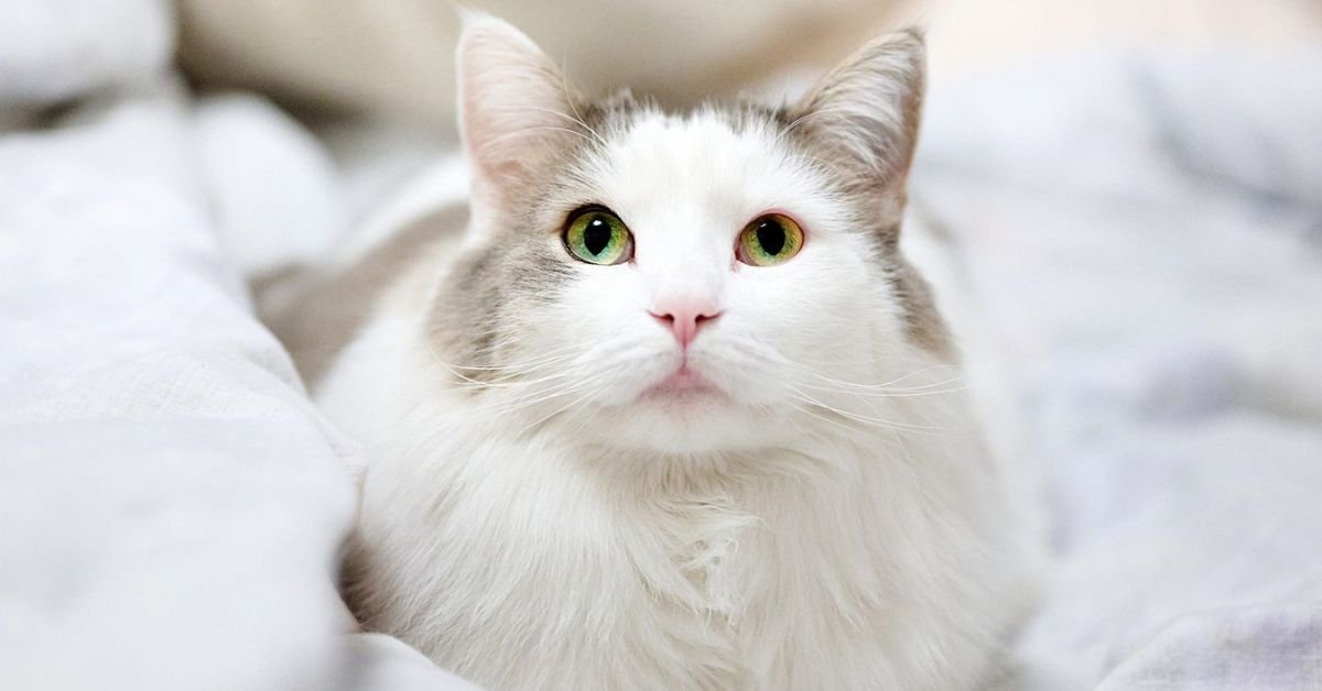 Turkish Angora