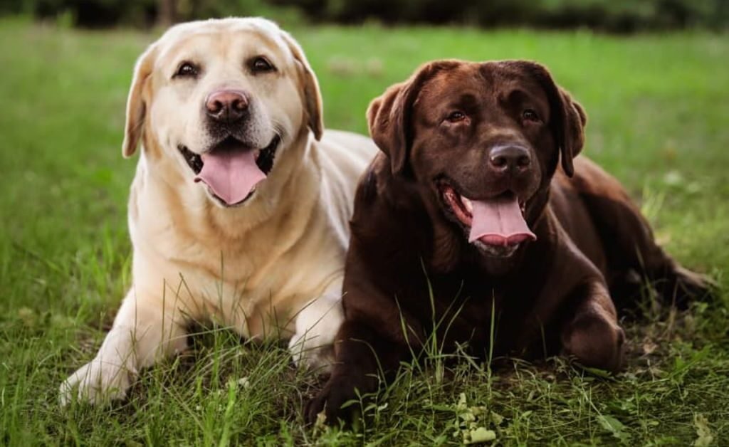 What Kind of Dogs Are Labrador Retrievers
