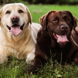 What Kind of Dogs Are Labrador Retrievers