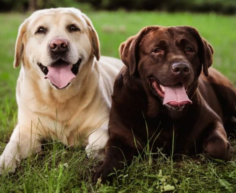 What Kind of Dogs Are Labrador Retrievers