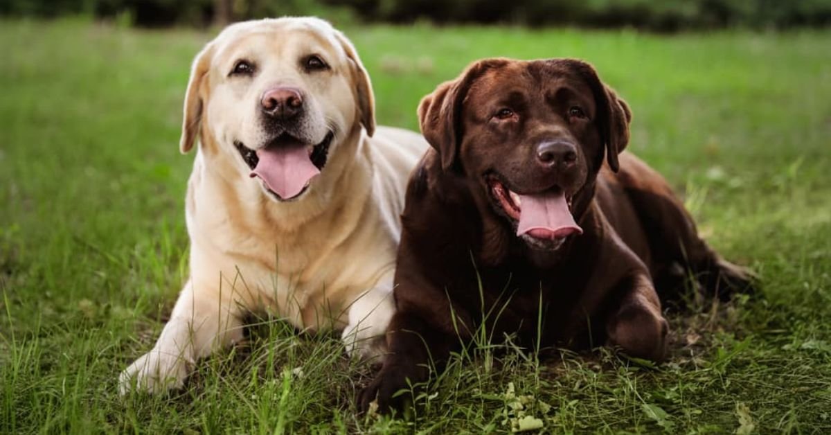 What Kind of Dogs Are Labrador Retrievers