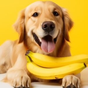can dogs eat bananas