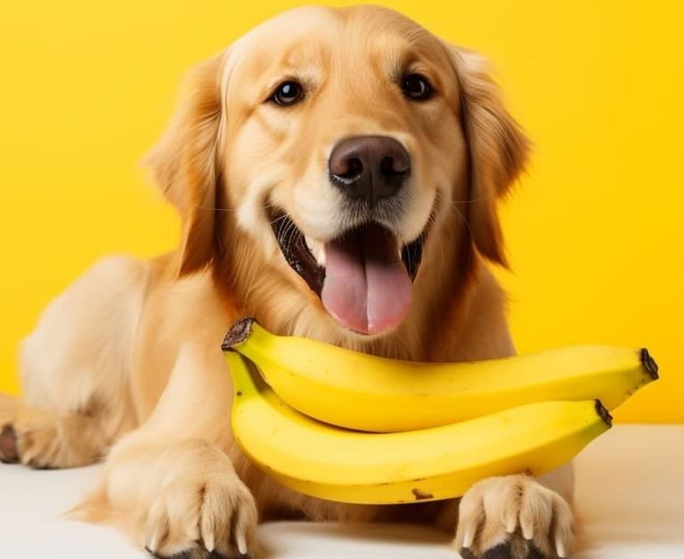 can dogs eat bananas
