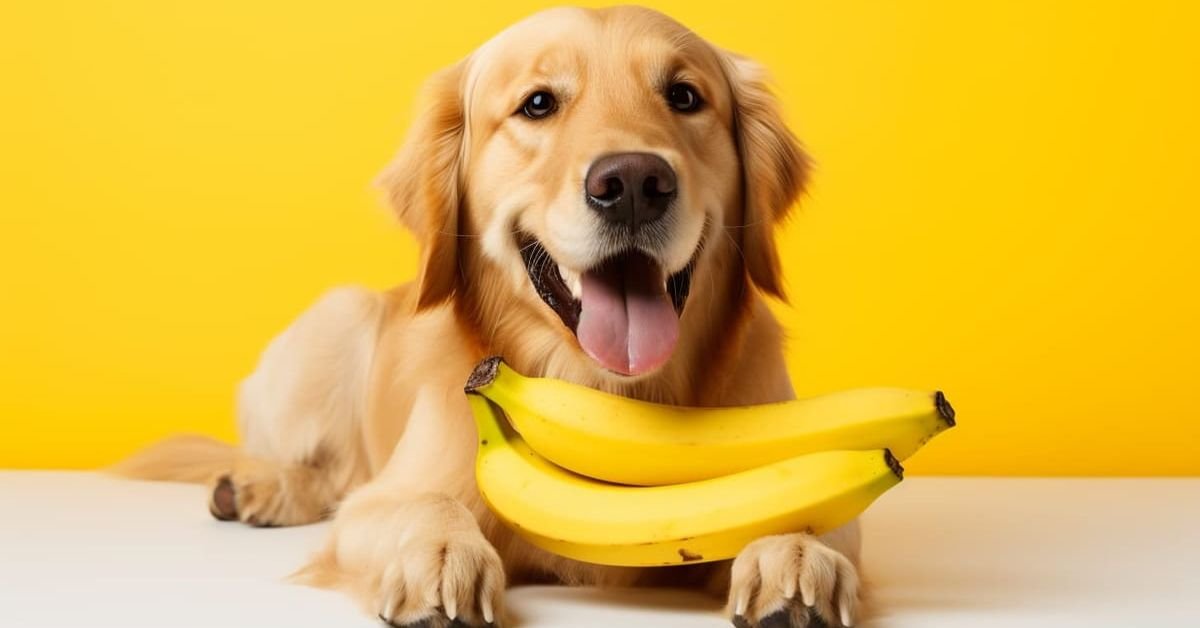 can dogs eat bananas