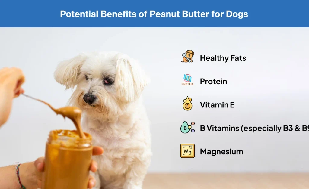 can dogs eat peanut butter | MyPetVista