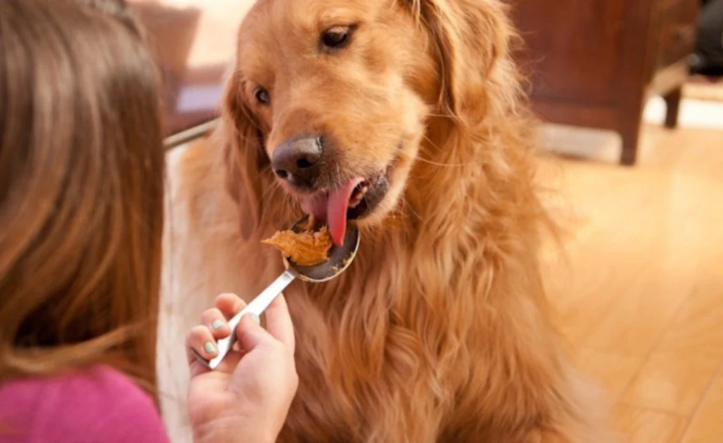 can dogs eat peanut butter