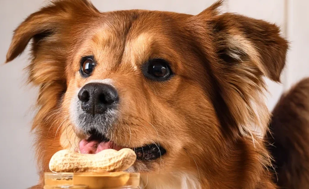 can dogs eat peanut butter