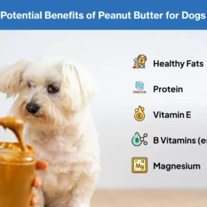 can dogs eat peanut butter | MyPetVista