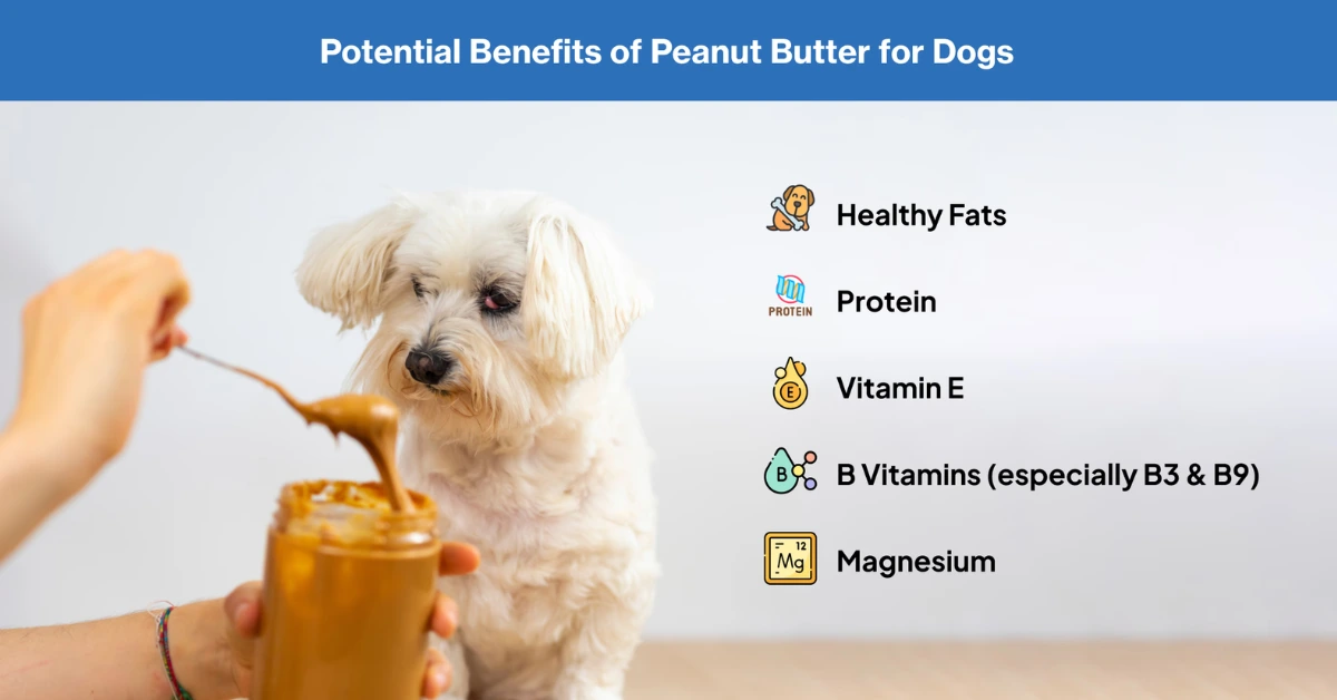 can dogs eat peanut butter | MyPetVista