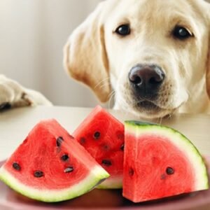 can dogs have watermelon