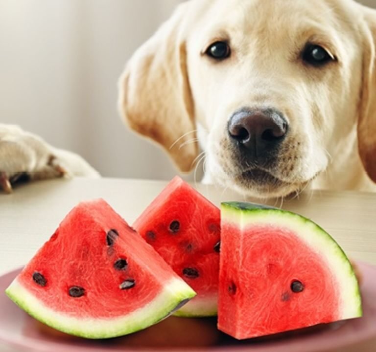 can dogs have watermelon