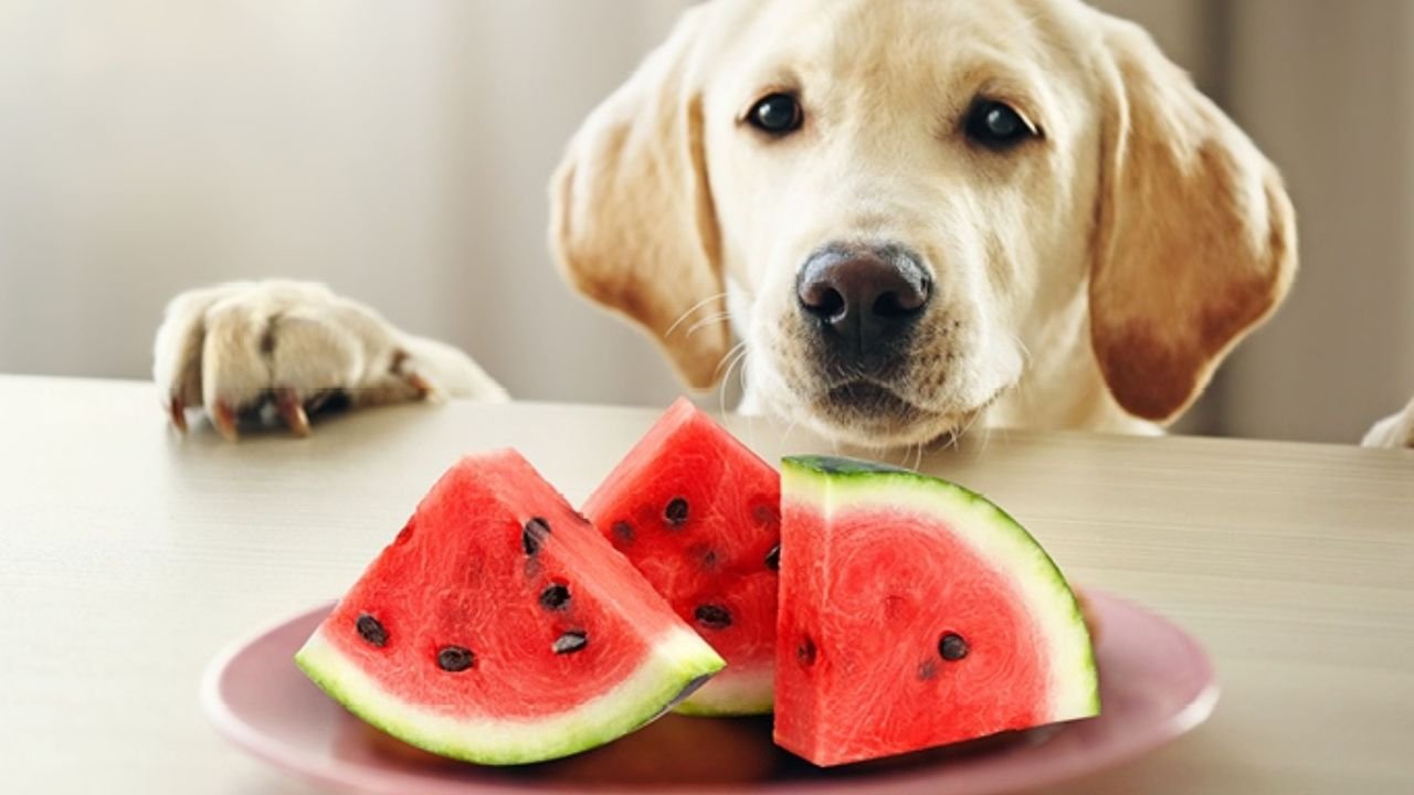 can dogs have watermelon