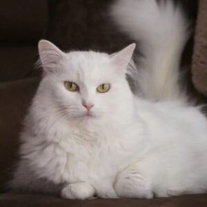 turkish angora for sale | MyPetVista