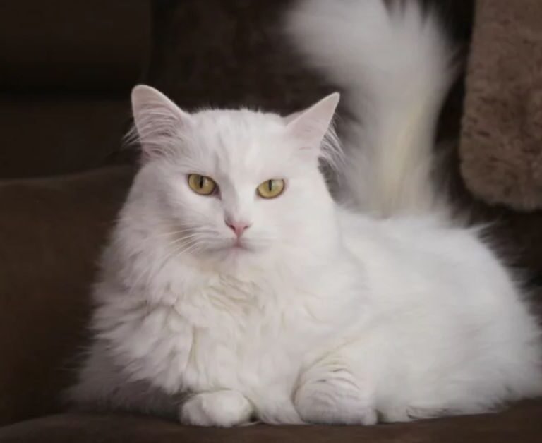 turkish angora for sale | MyPetVista