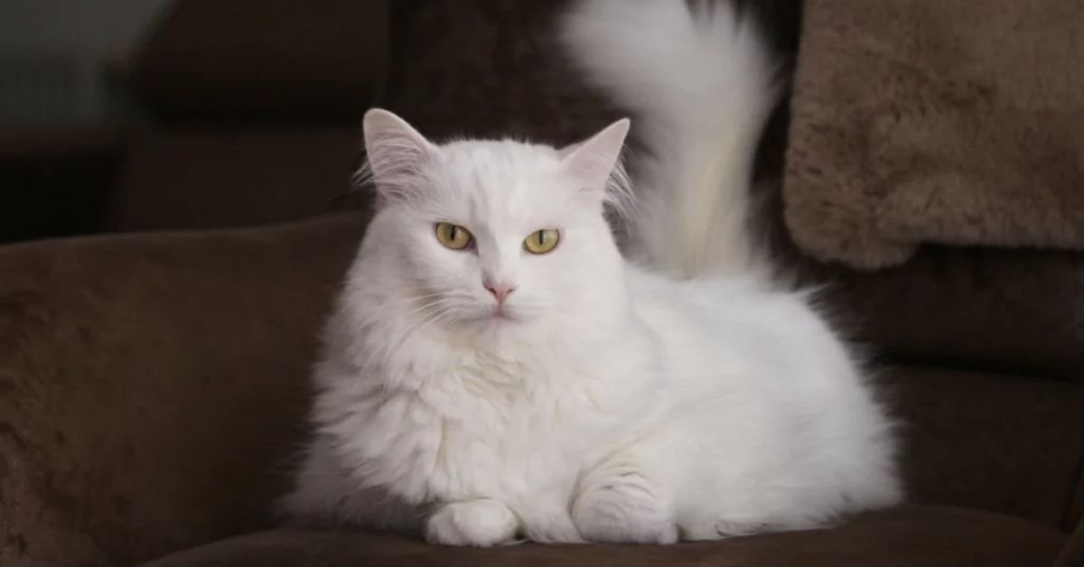 turkish angora for sale | MyPetVista
