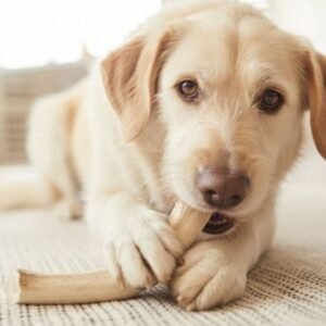 Antlers for Dogs