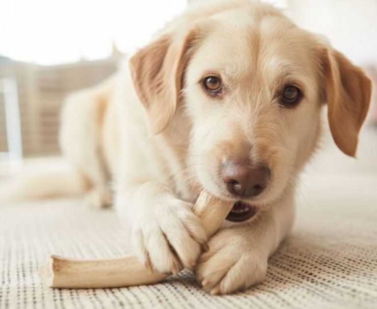 Antlers for Dogs