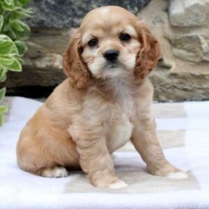Cavalier Cross Poodle Puppies