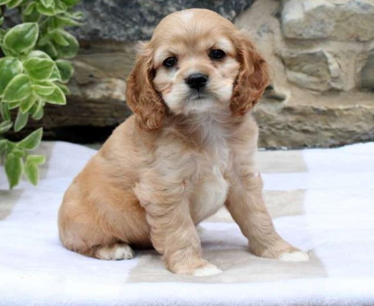 Cavalier Cross Poodle Puppies