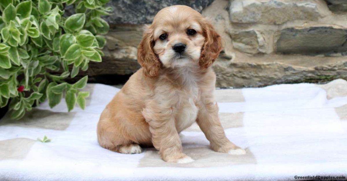 Cavalier Cross Poodle Puppies