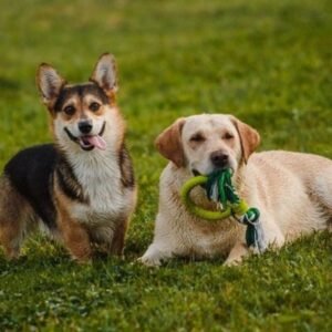 Corgi Lab Mix (Corgidor)