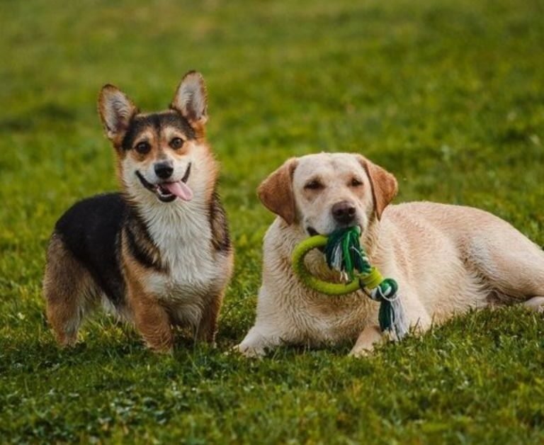 Corgi Lab Mix (Corgidor)