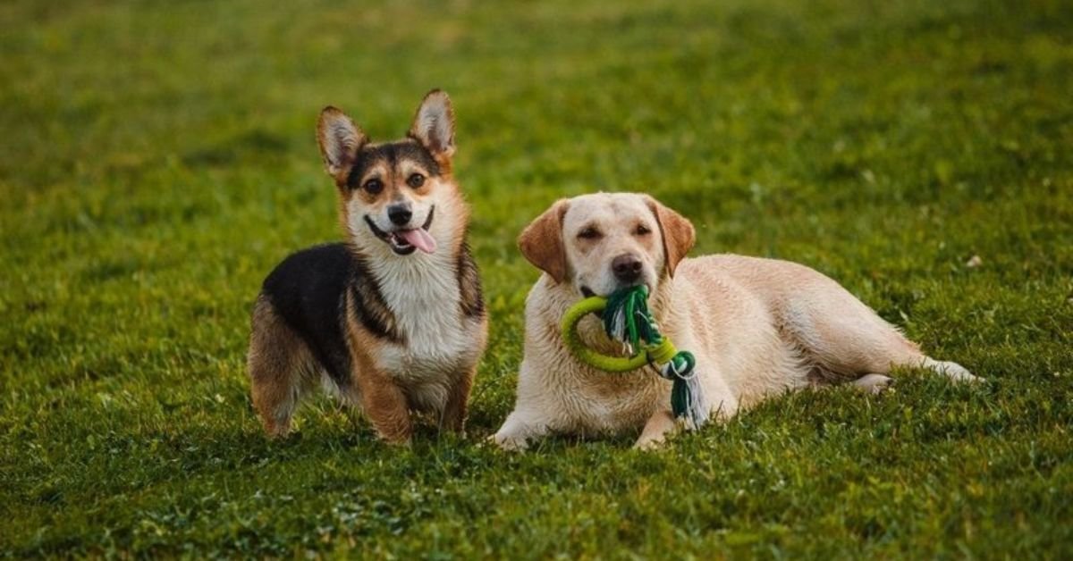 Corgi Lab Mix (Corgidor)