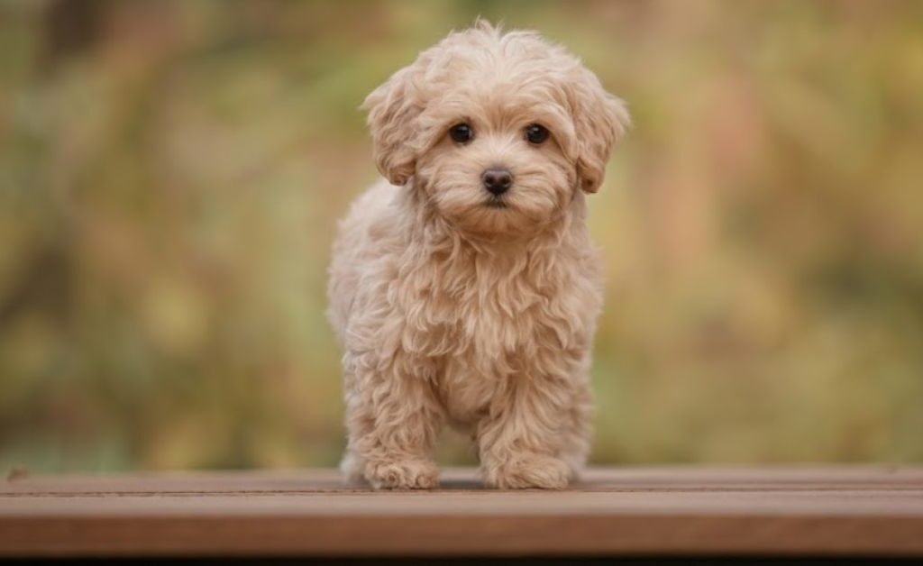 Mini Maltipoo