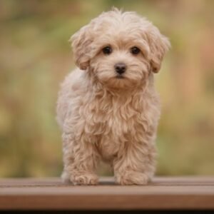 Mini Maltipoo