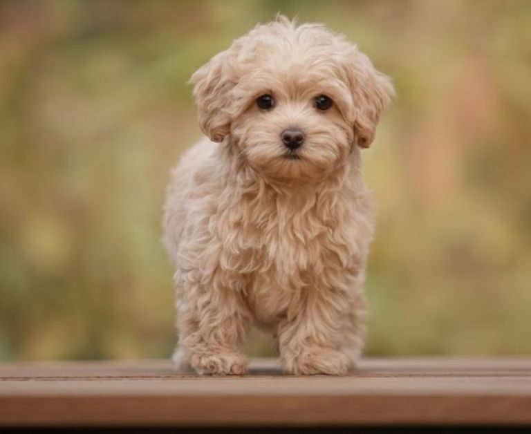 Mini Maltipoo