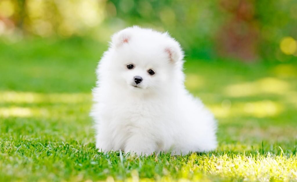 Miniature Pomeranian