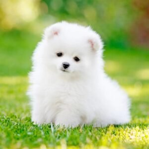 Miniature Pomeranian