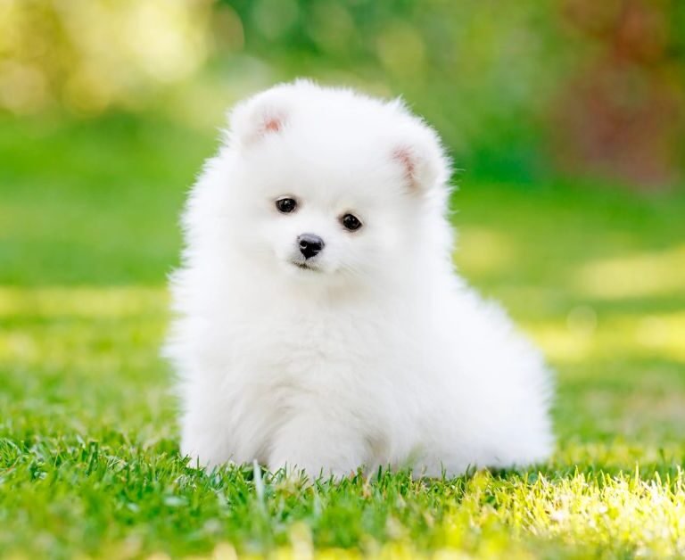 Miniature Pomeranian