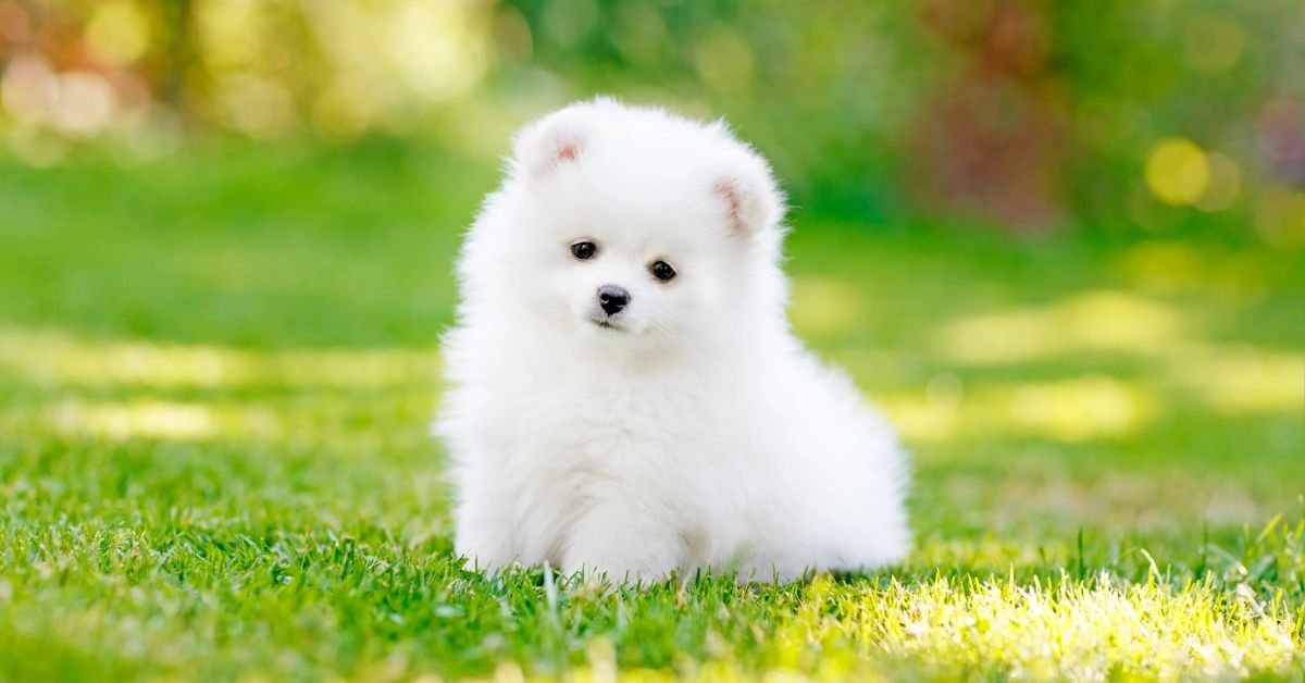 Miniature Pomeranian