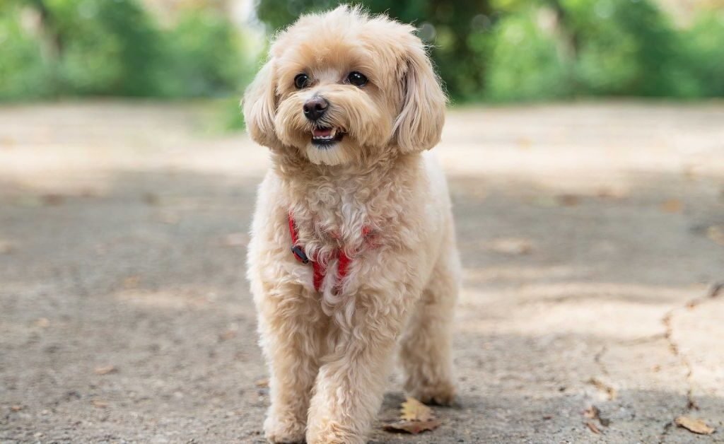 Poodle Cross with Maltese