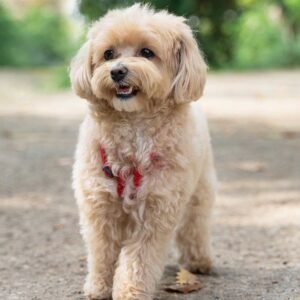 Poodle Cross with Maltese