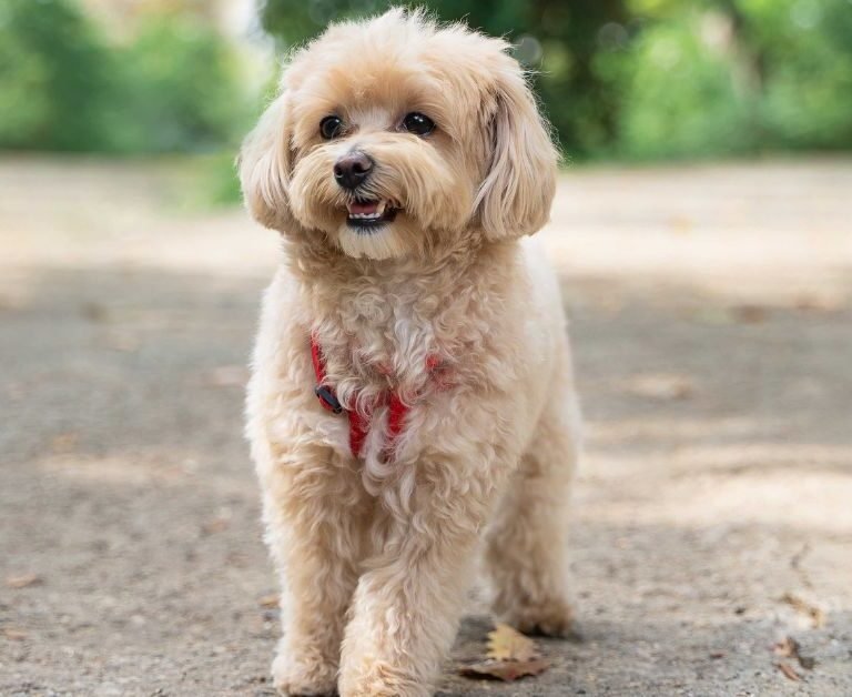 Poodle Cross with Maltese