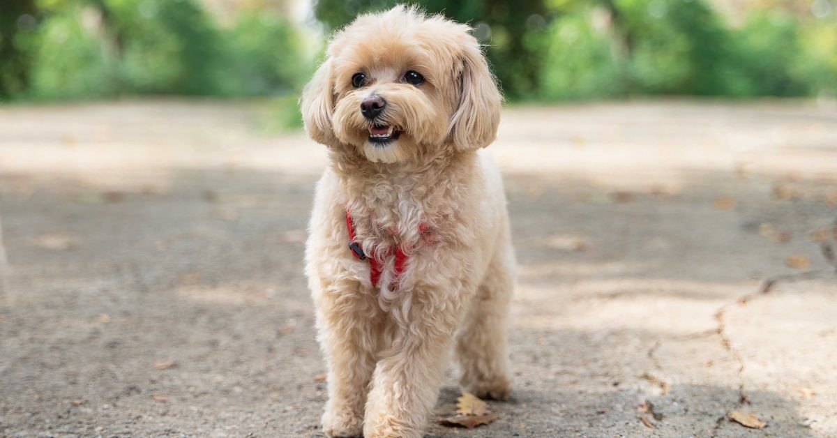Poodle Cross with Maltese