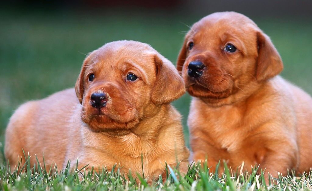 Red Lab Puppies