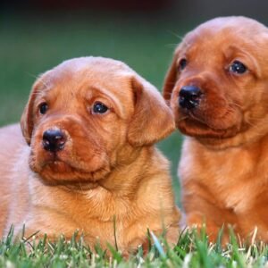 Red Lab Puppies